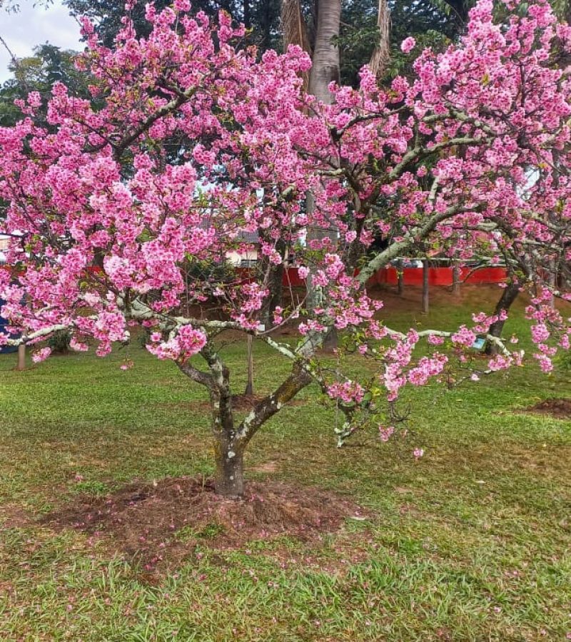 Festa da Cerejeira - Garça (7)
