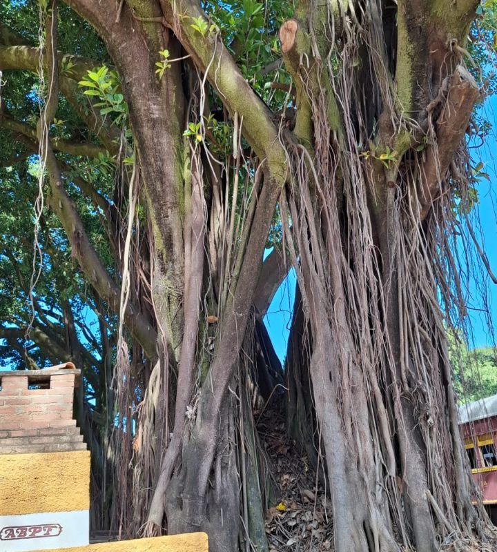Serra Negra (33)